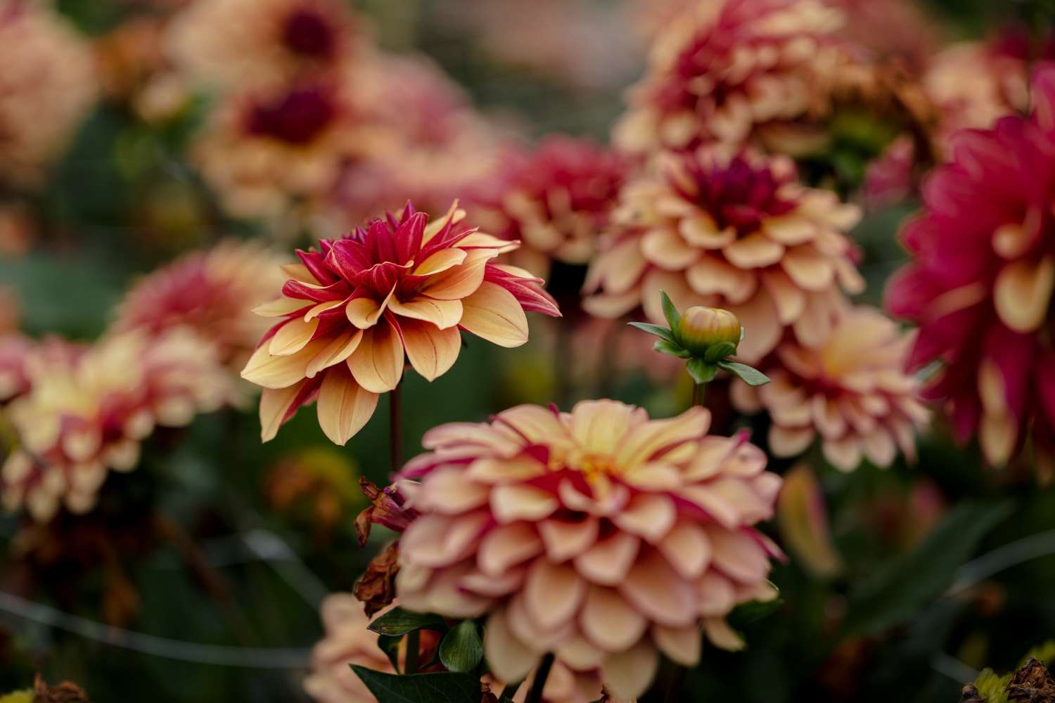 Dahlie 'Creme de Cognac'